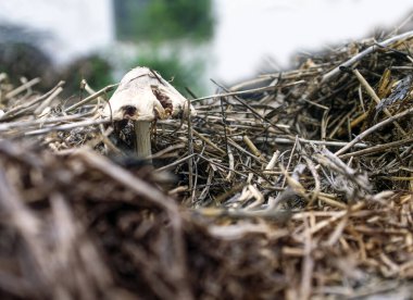 Çürümüş samanlarda büyüyen zararlı zehirli mantarlar..
