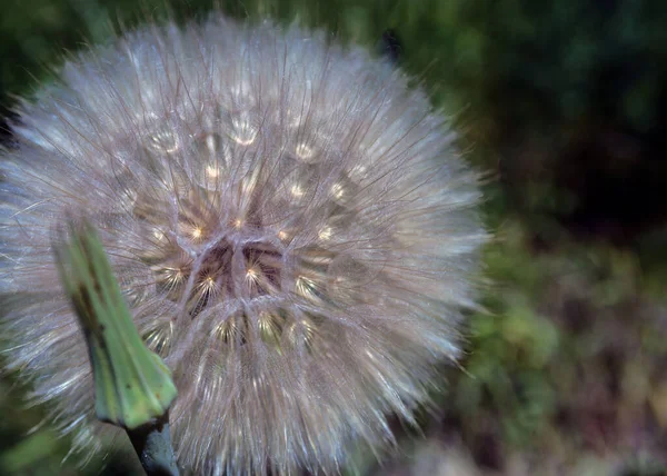 Dandelion Close Nature — Stock Photo, Image