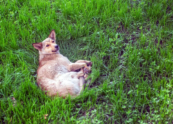 Pies Spoczywa Zielonym Trawniku — Zdjęcie stockowe