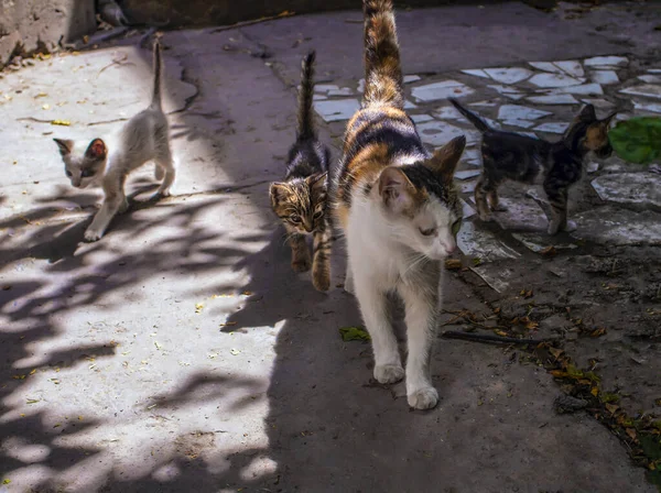 Katze Mit Kleinen Kindern Auf Der Straße — Stockfoto