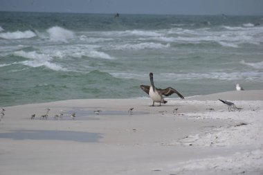 bir grup plovers ile Florida plajında kahverengi Pelikan