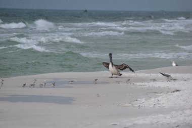 brown pelican on a Florida beach with a group of plovers clipart