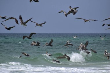 Florida plajında balık arayan kahverengi Pelicans sürüsü