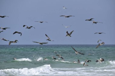 Florida plajında balık arayan kahverengi Pelicans sürüsü