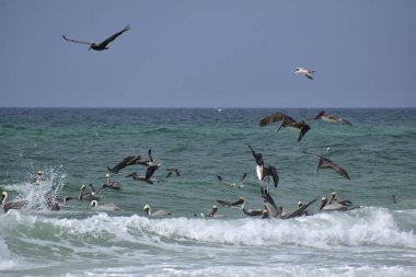 Florida plajında balık arayan kahverengi Pelicans sürüsü