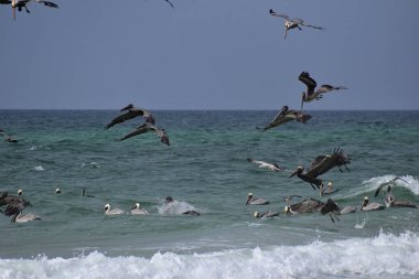 Florida plajında balık arayan kahverengi Pelicans sürüsü