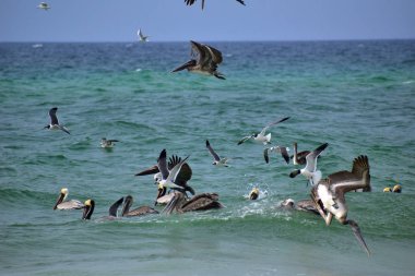 flock of brown pelicans looking for fish at a florida beach clipart