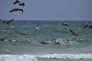 Florida plajında balık arayan kahverengi Pelicans sürüsü