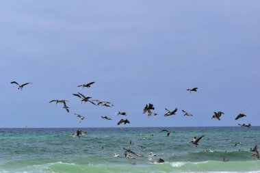 Florida plajında balık arayan kahverengi Pelicans sürüsü