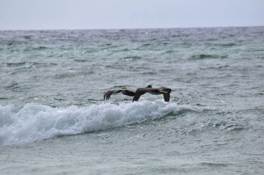 Plaj boyunca uçan kahverengi pelikans