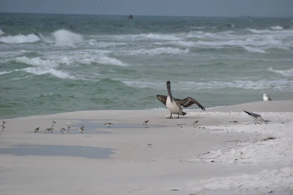 Braunpelikan Einem Strand Florida Mit Einer Gruppe Regenpfeifer — Stockfoto