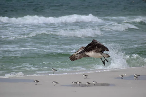 Brown Pelican Taking Flight Beach — Stock Photo, Image