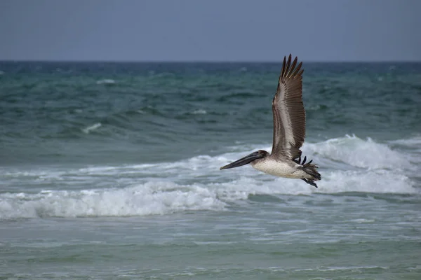 Brown Pelican Flying Beach — Stock Photo, Image