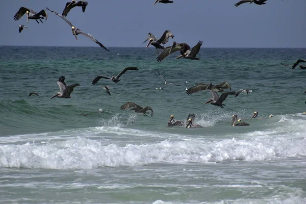 Schwarm Brauner Pelikane Auf Der Suche Nach Fischen Einem Strand — Stockfoto