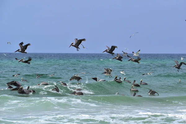 Schwarm Brauner Pelikane Auf Der Suche Nach Fischen Einem Strand — Stockfoto