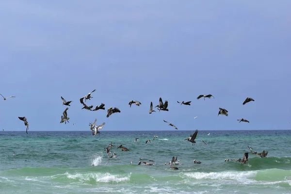 Rebanho Pelicanos Marrons Procura Peixes Uma Praia Flórida — Fotografia de Stock