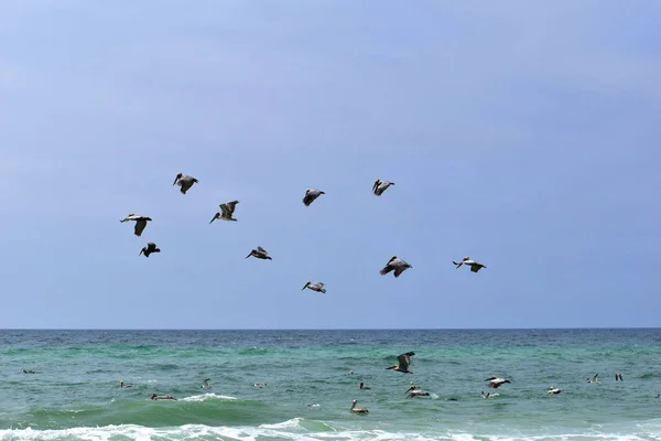 Flock Brown Pelicans Looking Fish Florida Beach — Stock Photo, Image