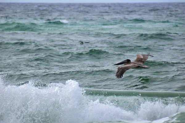 Brown Pelican Flying Beach — Stock Photo, Image