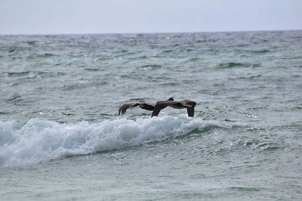 Pelikane Fliegen Strand Entlang — Stockfoto