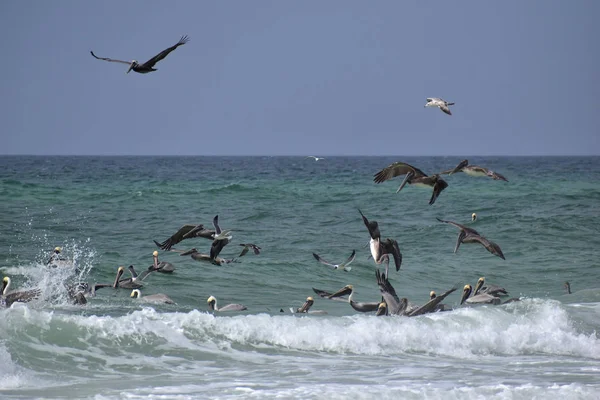 Зграя Коричневих Пеліканів Які Шукають Рибу Пляжі Флориди Стокове Зображення