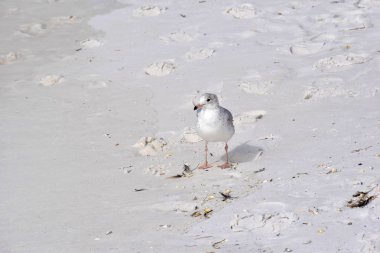 Sahilde yalnız martı