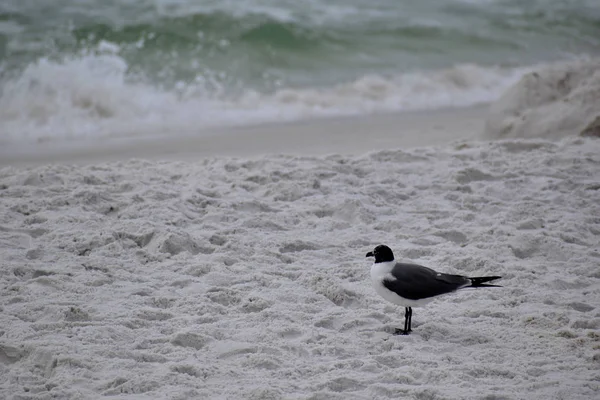 Schwarze Möwe Einem Strand Florida — Stockfoto