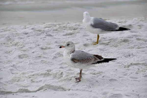 Ringschnabelmöwen Einem Strand Florida — Stockfoto