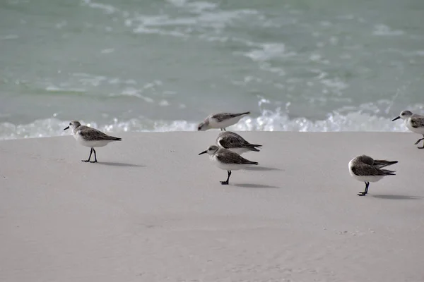 Group Plovers Miramar Beach — Stock Photo, Image