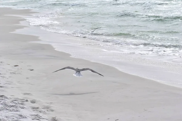 Seagull Flying Low Beach Florida — Stockfoto