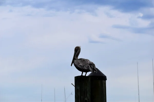 Pelicano Marrom Empoleirado Pólo Sandestin — Fotografia de Stock