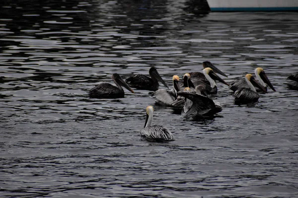 マリーナで泳いでいる茶色のペリカンの群れ — ストック写真