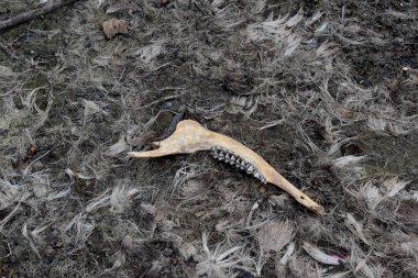 jaw bone of a deer in the mud
