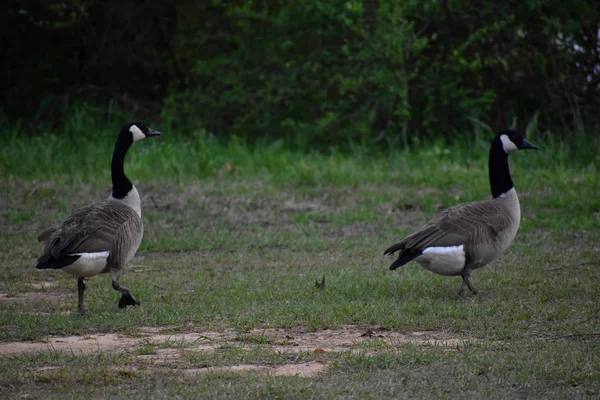 Canadian Geese Mississippi Field — Stock Photo, Image