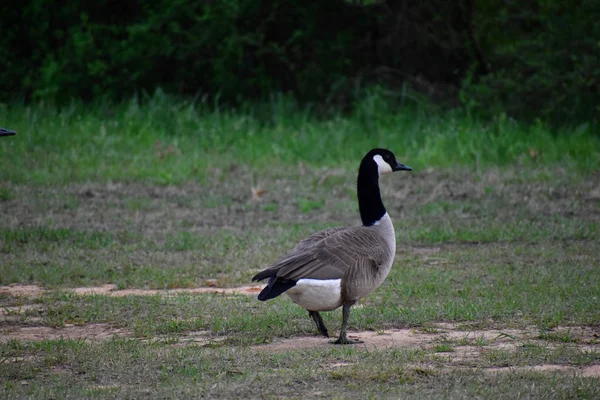 Canada Goose Walking Field Mississippi — Stock Photo, Image