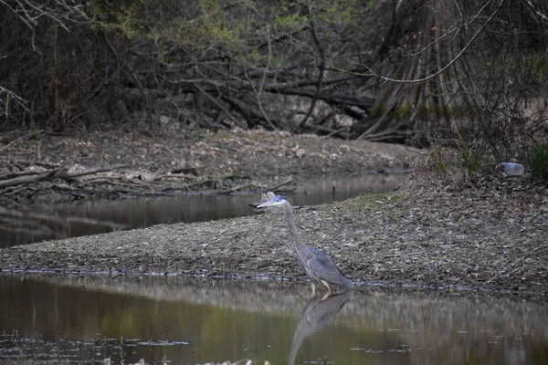 Great Blue Heron Fishing Swamp Forest — Photo