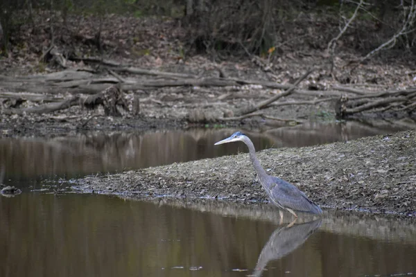 Great Blue Heron Fishing Swamp Forest — Photo