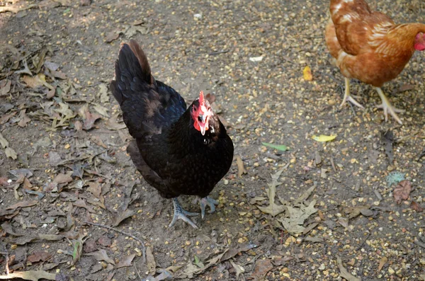 Çiftlikte Ciyaklayan Siyah Bir Tavuk — Stok fotoğraf