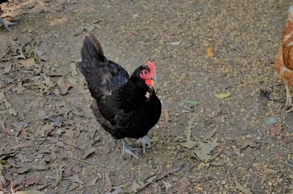 Ayam Hitam Berjalan Sebuah Peternakan — Stok Foto