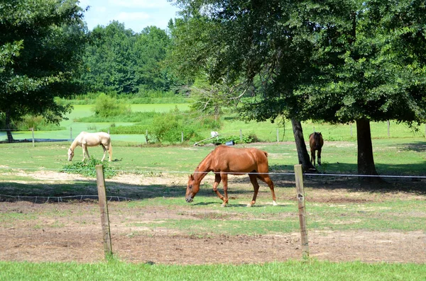 Pferde Weiden Auf Einem Feld — Stockfoto