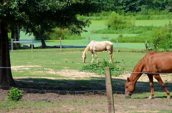 Cavalli Che Pascolano Campo — Foto Stock