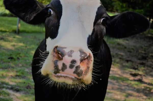 Nahaufnahme Einer Kuhnase — Stockfoto