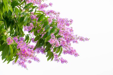 Beyaz arka planda inthanin pembe çiçekler