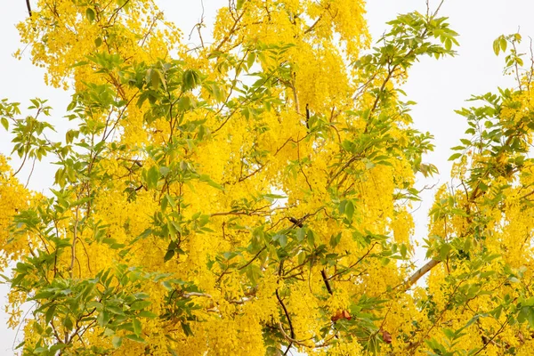 Gele Coon Bloemen Een Witte Achtergrond — Stockfoto