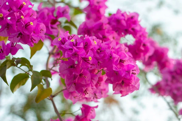 Buganvillas Rosadas Aisladas Sobre Fondo Blanco — Foto de Stock