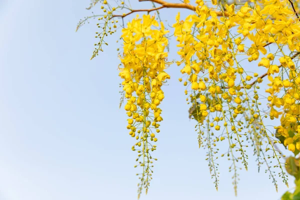 Gele Coon Bloemen Een Blauwe Achtergrond — Stockfoto