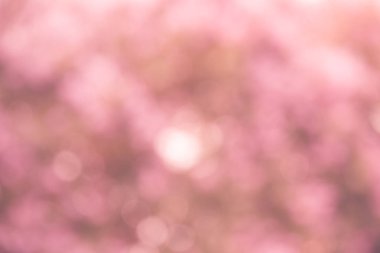 güzel Pembe Inthanin Çiçek 