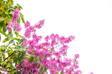 Pembe Intanin su damlacıkları 