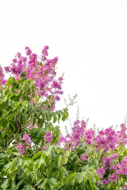 Pembe Intanin su damlacıkları 