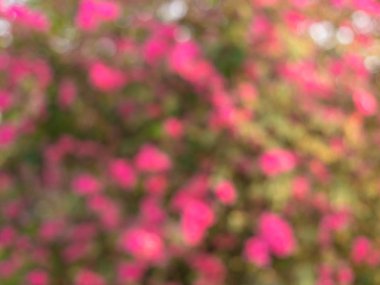 Pembe çiçek bokeh görüntüleri