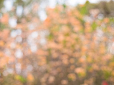 Turuncu begonviller ve bokeh arka plan